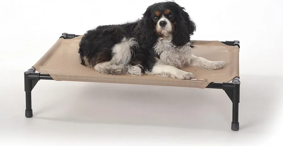 Raised mesh cot with a small dog lying on it