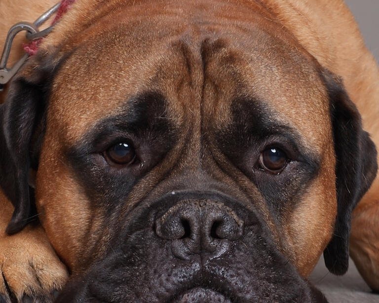 Titus our Bullmastiff