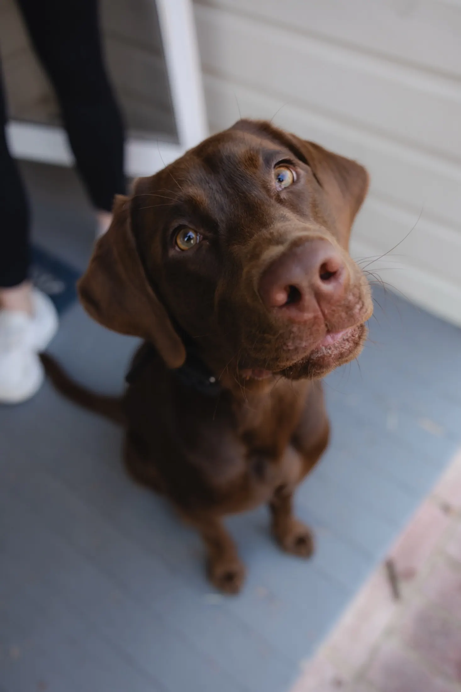 Chocolate lab, five months old