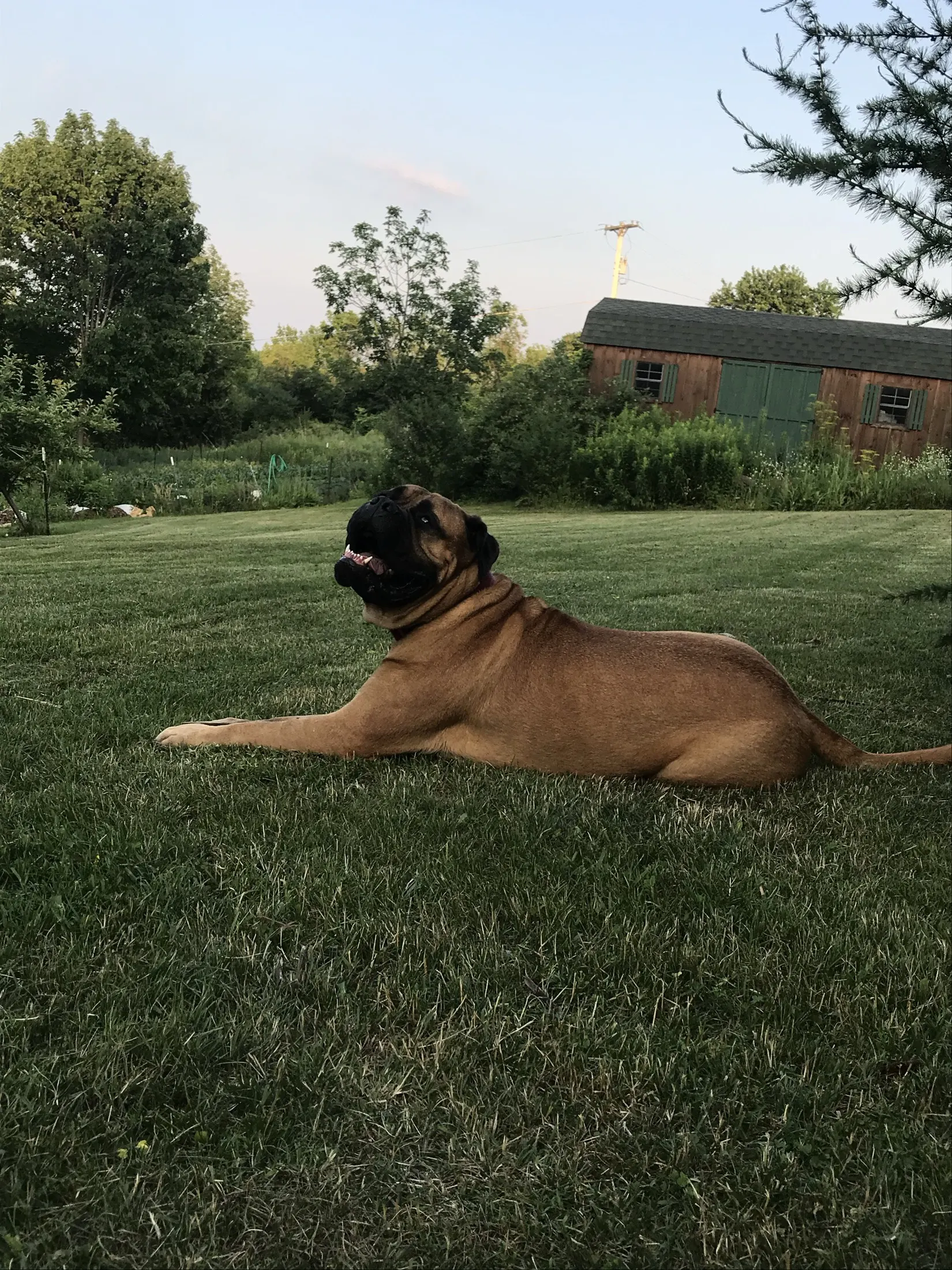 Titus, a 130 pound Bullmastiff, holding a relaxed down in the backyard at dusk