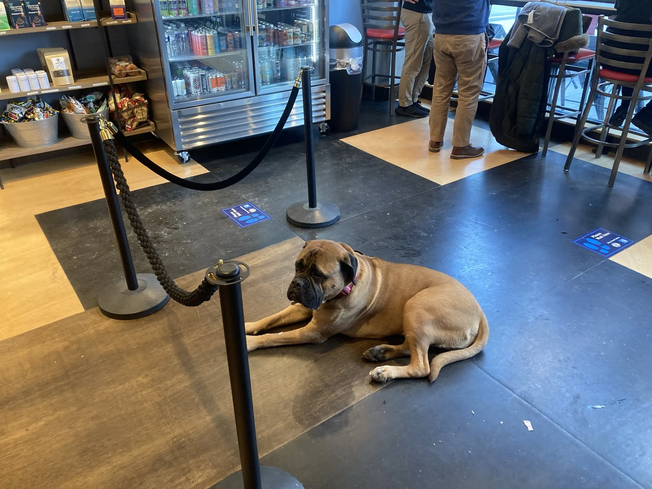 Titus holding a calm down on the floor of a busy taproom