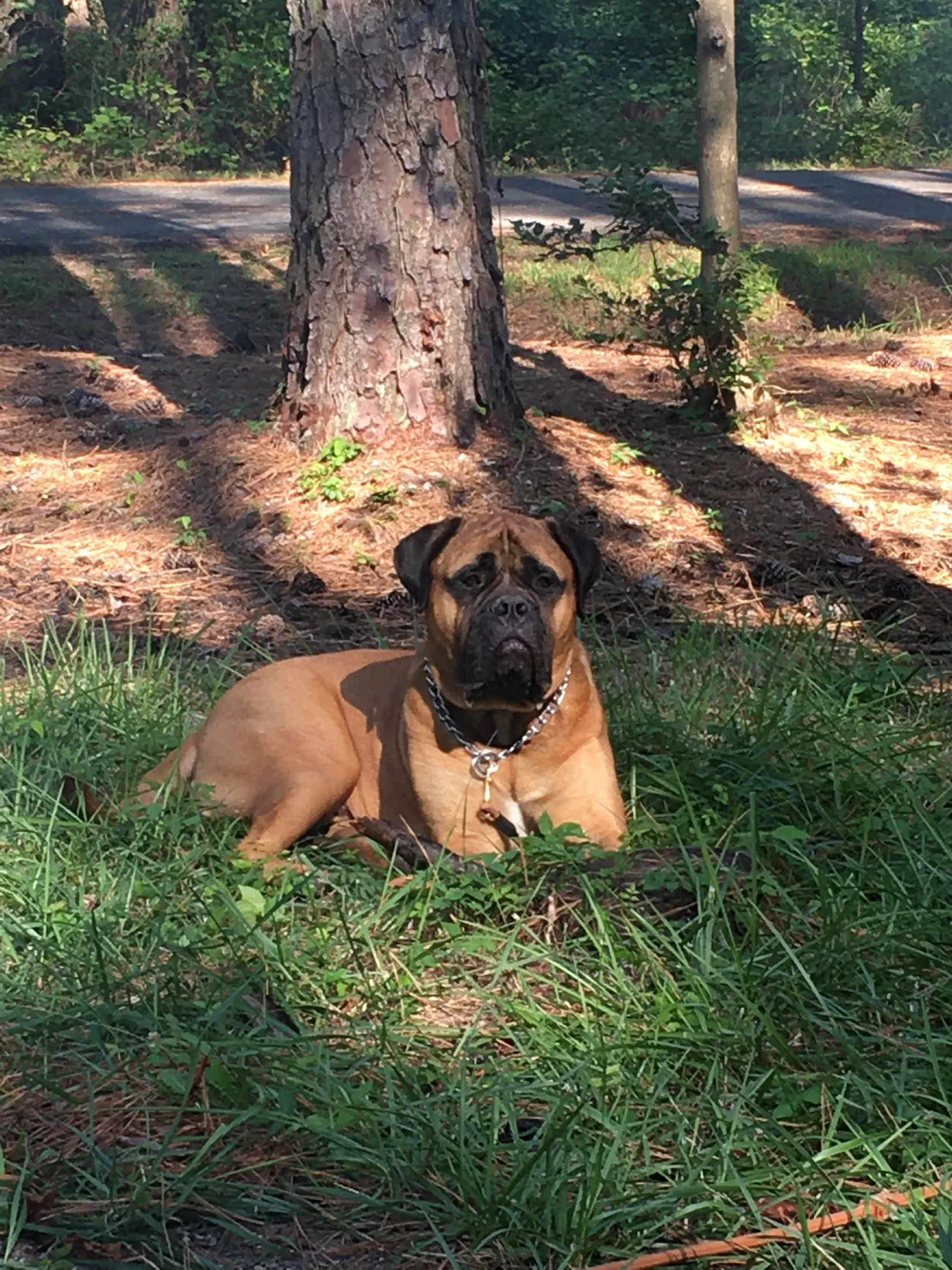 Titus the Bullmastiff holding a calm down in the shade of a tree in the yard